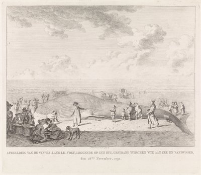 被冲到赞德沃特附近海滩上的长须鲸
1791 年 11 月 18 日搁浅在 Wyk aan Zee 和 Zandvoort 之间的长须鲸（......）的图像（标题在实物上） 作者 莱德特奥弗贝克