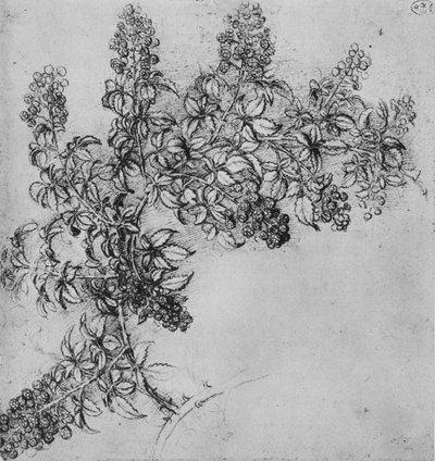 黑莓的一个分支，c1480 1945年 作者 达芬奇（Leonardo da Vinci）