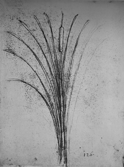 纸莎草，c1480 1945 作者 达芬奇（Leonardo da Vinci）