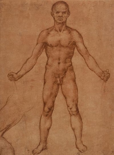 站立男人的裸体研究，正面视图 作者 Leonardo da Vinci