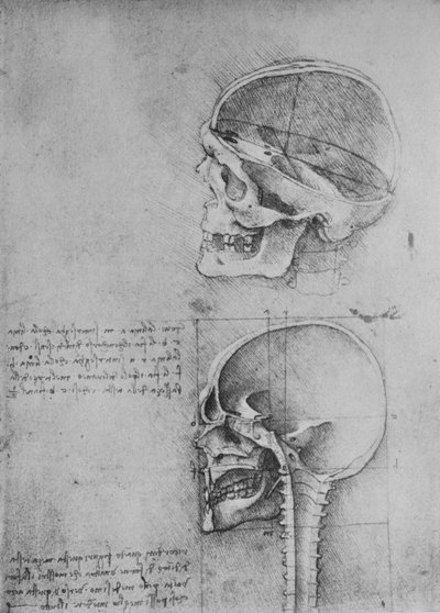 左侧剖面的两个头骨的解剖图，c1480 1945 作者 达芬奇（Leonardo da Vinci）