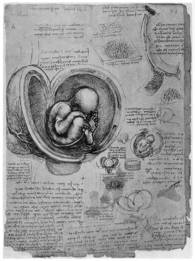 子宫中胎儿的解剖图，c1510，1954年 作者 达芬奇（Leonardo da Vinci）