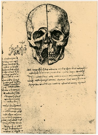 人类颅骨的解剖草图，c1472-1519 作者 达芬奇（Leonardo da Vinci）