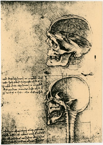 解剖素描，两幅人类头骨的研究，约1489年 作者 达芬奇（Leonardo da Vinci）
