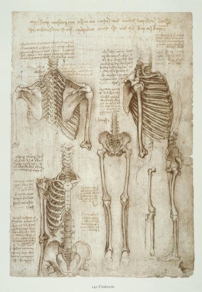 解剖学研究 作者 达芬奇（Leonardo da Vinci）