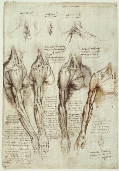 解剖学研究 作者 达芬奇（Leonardo da Vinci）