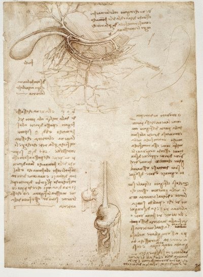 解剖学研究 作者 达芬奇（Leonardo da Vinci）