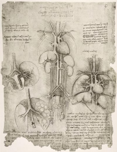 解剖学研究 作者 达芬奇（Leonardo da Vinci）