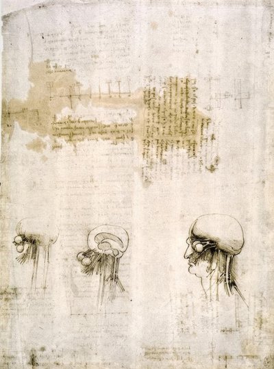 解剖学研究 作者 达芬奇（Leonardo da Vinci）