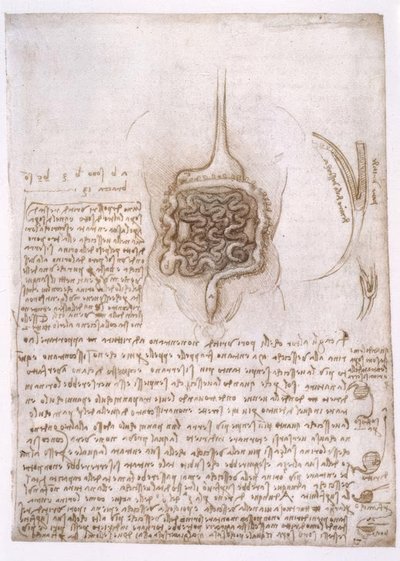 解剖学研究 作者 达芬奇（Leonardo da Vinci）