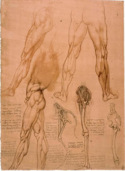 解剖学：腿部肌肉 作者 达芬奇（Leonardo da Vinci）