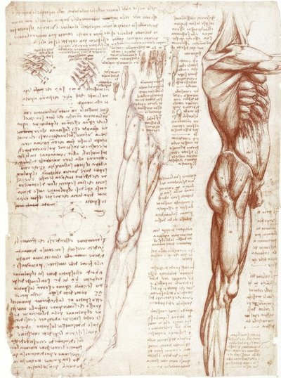 解剖学研究：躯干和腿的肌肉 作者 达芬奇（Leonardo da Vinci）
