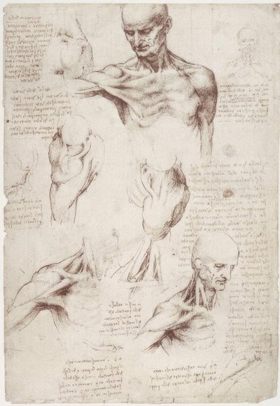 解剖学研究：颈部和肩膀的表面肌肉 作者 达芬奇（Leonardo da Vinci）