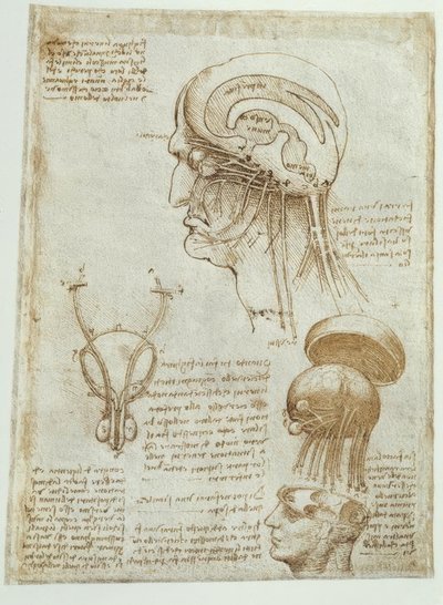 解剖学研究：脑，脑室和颅神经-男性 作者 达芬奇（Leonardo da Vinci）