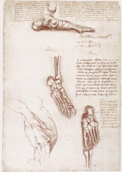 解剖学研究：肩部-脚部骨骼的表面解剖 作者 达芬奇（Leonardo da Vinci）