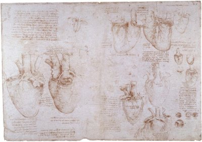 解剖学研究：表面静脉... 作者 达芬奇（Leonardo da Vinci）