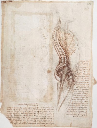 解剖学研究：脊柱... 作者 达芬奇（Leonardo da Vinci）