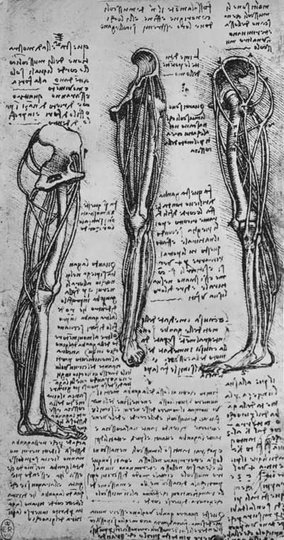 显示骨骼和肌腱的左腿图，c1480 1945年 作者 达芬奇（Leonardo da Vinci）