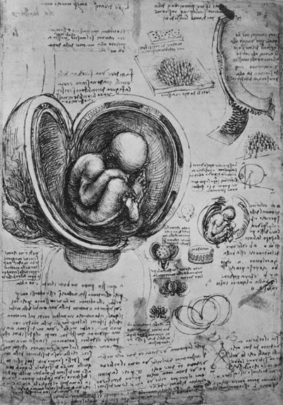 子宫中的胚胎图，c1480，1945年 作者 达芬奇（Leonardo da Vinci）