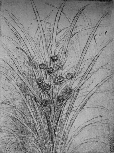 开花的小灌木丛，c1480 1945年 作者 达芬奇（Leonardo da Vinci）