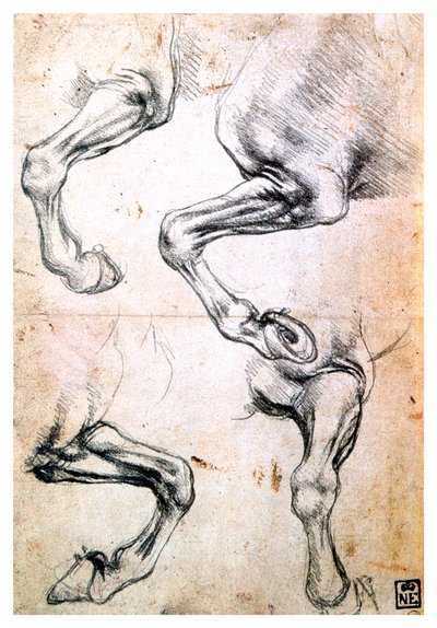 马腿四项研究，c1500 作者 达芬奇（Leonardo da Vinci）