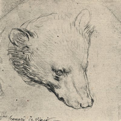 熊头，c1480 1945 作者 达芬奇（Leonardo da Vinci）