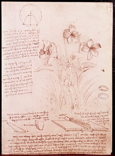 植物学和几何学的笔记和草图：水仙花。达芬奇(Leonardo da Vinci)(1452-1519)手稿双页上的绘画。 作者 达芬奇（Leonardo da Vinci）