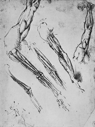 六项研究在三例情况下显示骨骼的手臂，c1480，1945年 作者 达芬奇（Leonardo da Vinci）