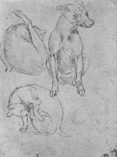 狗和猫的研究，c1480 1945年 作者 达芬奇（Leonardo da Vinci）