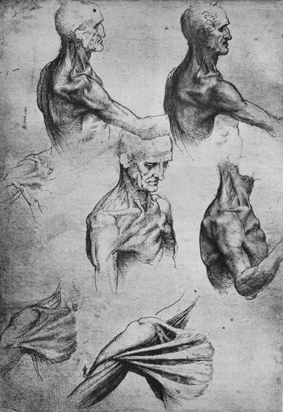 研究一个人的头和肩膀，c1480 1945年 作者 达芬奇（Leonardo da Vinci）