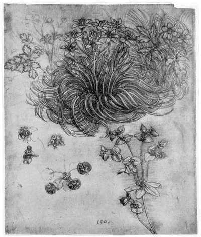 伯利恒之星植物研究，1505-1507 1954 作者 达芬奇（Leonardo da Vinci）