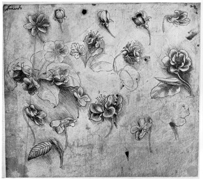 花研究，c1481-1483 1954。 作者 达芬奇（Leonardo da Vinci）