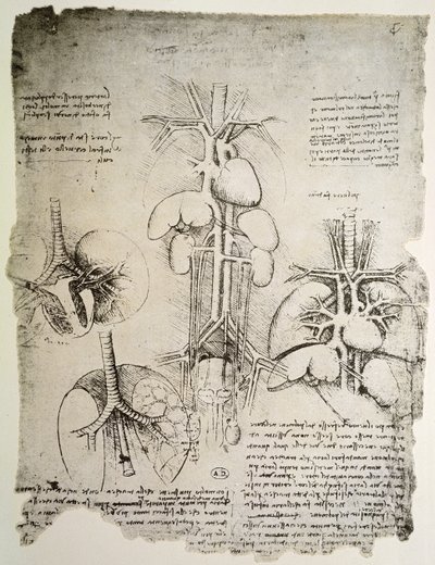心和流通，温莎书的传真（笔和纸上的墨水） 作者 达芬奇（Leonardo da Vinci）