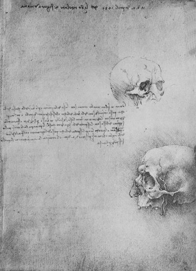 两张头部的骨头结构图，c1480，1945年 作者 达芬奇（Leonardo da Vinci）