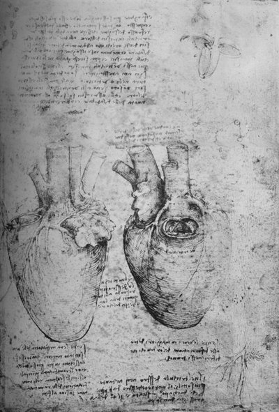 两幅心画，c1480，1945年 作者 达芬奇（Leonardo da Vinci）