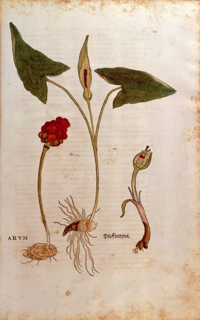 布谷鸟品脱或意大利的贵族和女士 - Arum italicum (Arum) by Leonhart Fuchs from De historia Stirpium commentarii insignes (Notable Commentaries on the History of Plants)，彩色雕刻 作者 莱昂哈德·福克斯