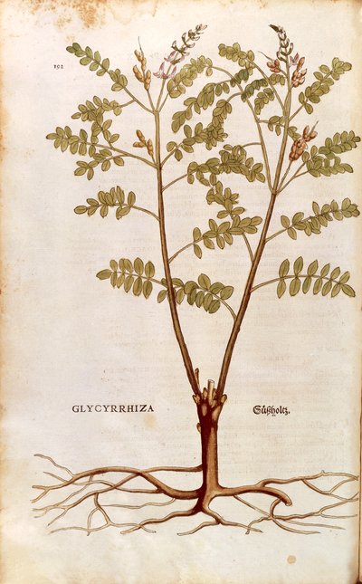 甘草或甘草 (Glycyrrhiza glabra) by Leonhart Fuchs 来自 De historia Stirpium commentarii insignes（植物史的著名评论）彩色雕刻 作者 莱昂哈德·福克斯