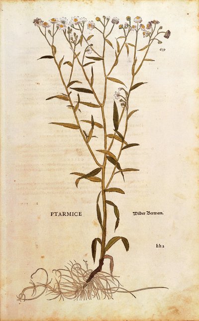 喷嚏草--Achillea ptarmica（Ptarmice），作者Leonhart Fuchs，来自De historia stirpium commentarii insignes（《植物史上的著名评论》）的彩色雕版。 作者 莱昂哈德·福克斯