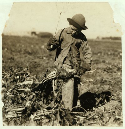 1915年，在科罗拉多州斯特林附近“拉钩”他的膝盖后，7岁的亚历克斯雷柏进行了顶级甜菜 作者 刘易斯·威克斯·海恩