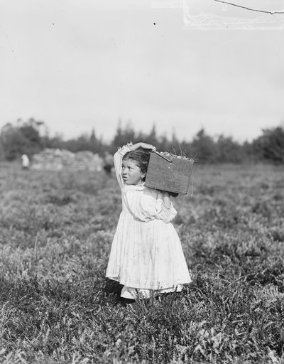 来自费城的八岁的Jennie Camillo在1910年新泽西州彭伯顿附近的土耳其城Theodore Budd&39;s Bog采摘蔓越莓 作者 刘易斯·威克斯·海恩