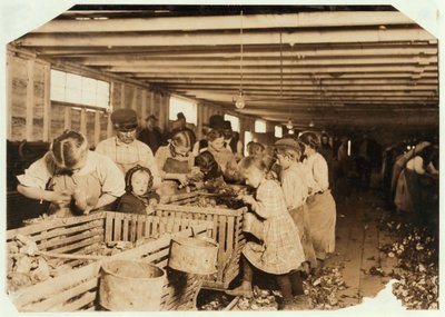 1911年在路易斯安那州Dunbar Cannery，8岁的Rosy作为牡蛎去壳工作了14个小时 作者 刘易斯·威克斯·海恩
