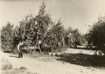 无题》，约1935年。 作者 刘易斯·威克斯·海恩