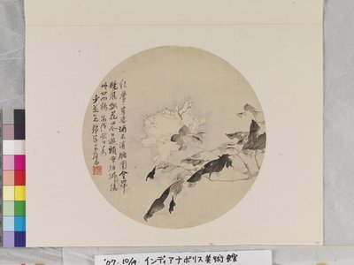 白牡丹 作者 连玉