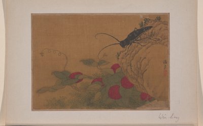 岩石上的蚱蜢 作者 