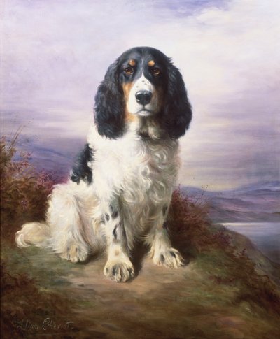 皇家，三色工作史宾格犬 作者 莉莲·雪维（Lilian Cheviot）