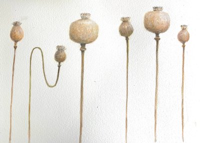 干燥的罂粟花 作者 林肯·塞利格曼