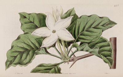 附近有栀子花 作者 林德利