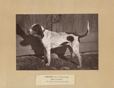 Pilote, Chien de Saintonge, Meute de Virelade, A.M. Joseph de Carayon Latour 作者 里昂·克雷米耶