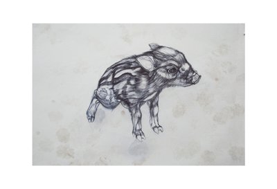 小猪，2015，（纸上的比比罗） 作者 卢·吉布斯