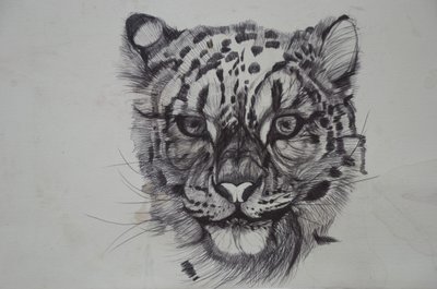 Snow Leopard，2016，（纸上的biro） 作者 卢·吉布斯